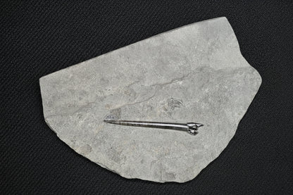 Belemnite Specimen, Posidonia Shale formation, 29x19cm, 1390gr