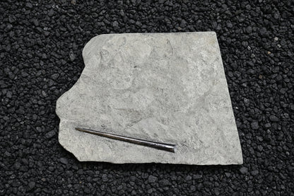 Belemnite Specimen, Posidonia Shale formation, Germany, 19x14cm, 1096gr