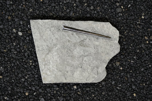 Belemnite Specimen, Posidonia Shale formation, Germany, 19x14cm, 1096gr