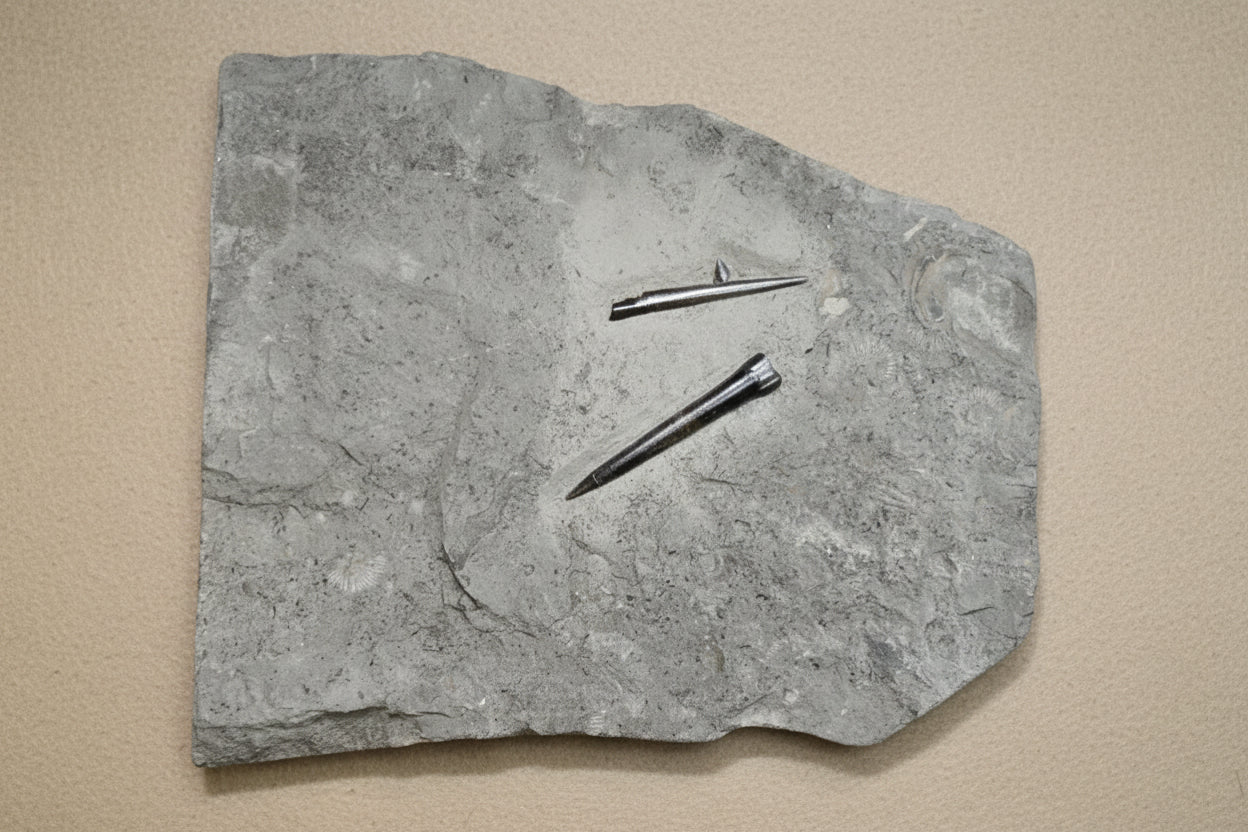 Belemnite Specimen, Posidonia Shale formation, Germany, 28x24cm, 3499gr