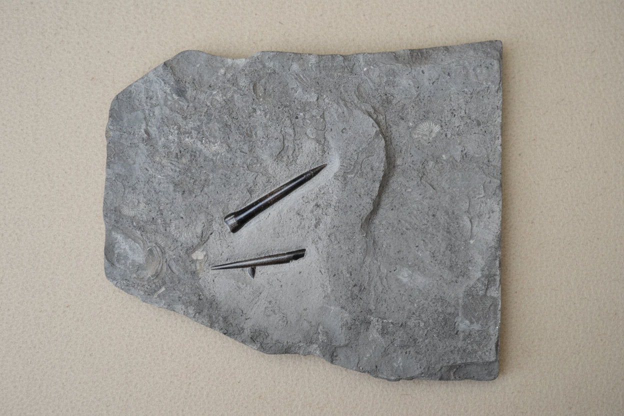 Belemnite Specimen, Posidonia Shale formation, Germany, 28x24cm, 3499gr