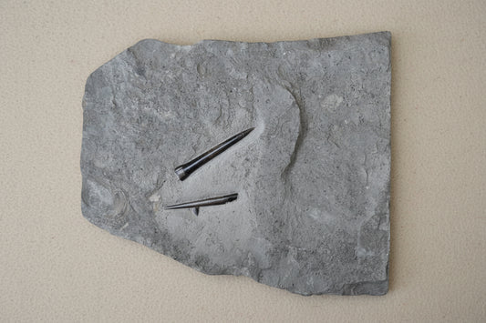 Belemnite Specimen, Posidonia Shale formation, Germany, 28x24cm, 3499gr