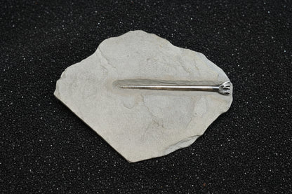 Belemnite Specimen, Posidonia Shale formation, 20x18cm, 520gr