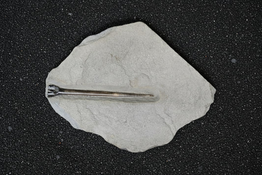 Belemnite Specimen, Posidonia Shale formation, 20x18cm, 520gr