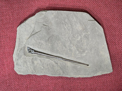 Belemnite Specimen, Posidonia Shale formation, Germany, 2375gr, 30x20cm