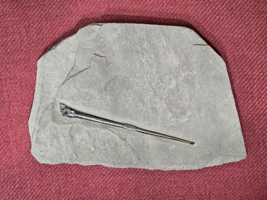 Belemnite Specimen, Posidonia Shale formation, Germany, 2375gr, 30x20cm