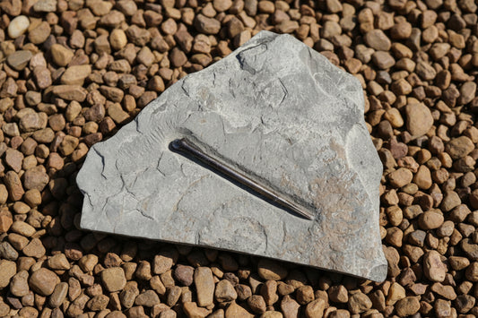 Belemnite Specimen, Posidonia Shale formation, Germany, 1409gr, 23x16cm