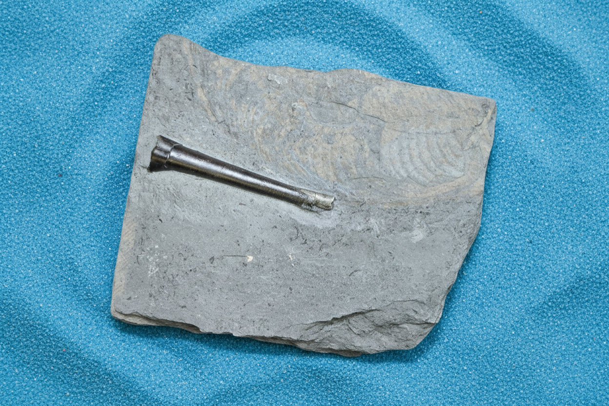 Belemnite Specimen, Posidonia Shale formation, Germany, 18x14cm, 1194gr