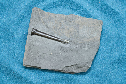 Belemnite Specimen, Posidonia Shale formation, Germany, 18x14cm, 1194gr