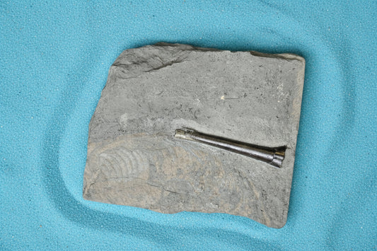 Belemnite Specimen, Posidonia Shale formation, Germany, 18x14cm, 1194gr