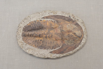 Trilobite Specimen, Estimated 365 Million Years old, from Morocco, 1944gr, 30x20cm
