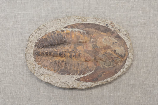 Trilobite Specimen, Estimated 365 Million Years old, from Morocco, 1944gr, 30x20cm