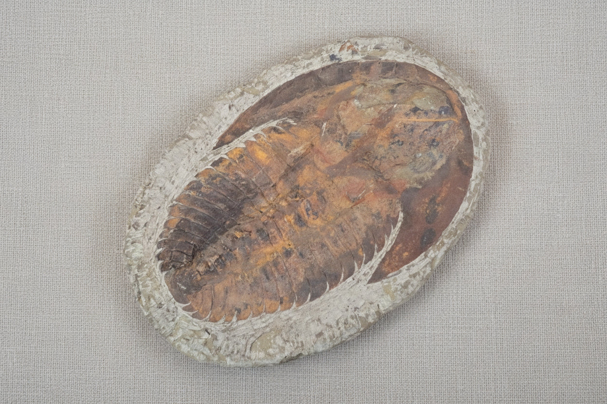 Trilobite Specimen, Estimated 365 Million Years old, from Morocco, 1944gr, 30x20cm
