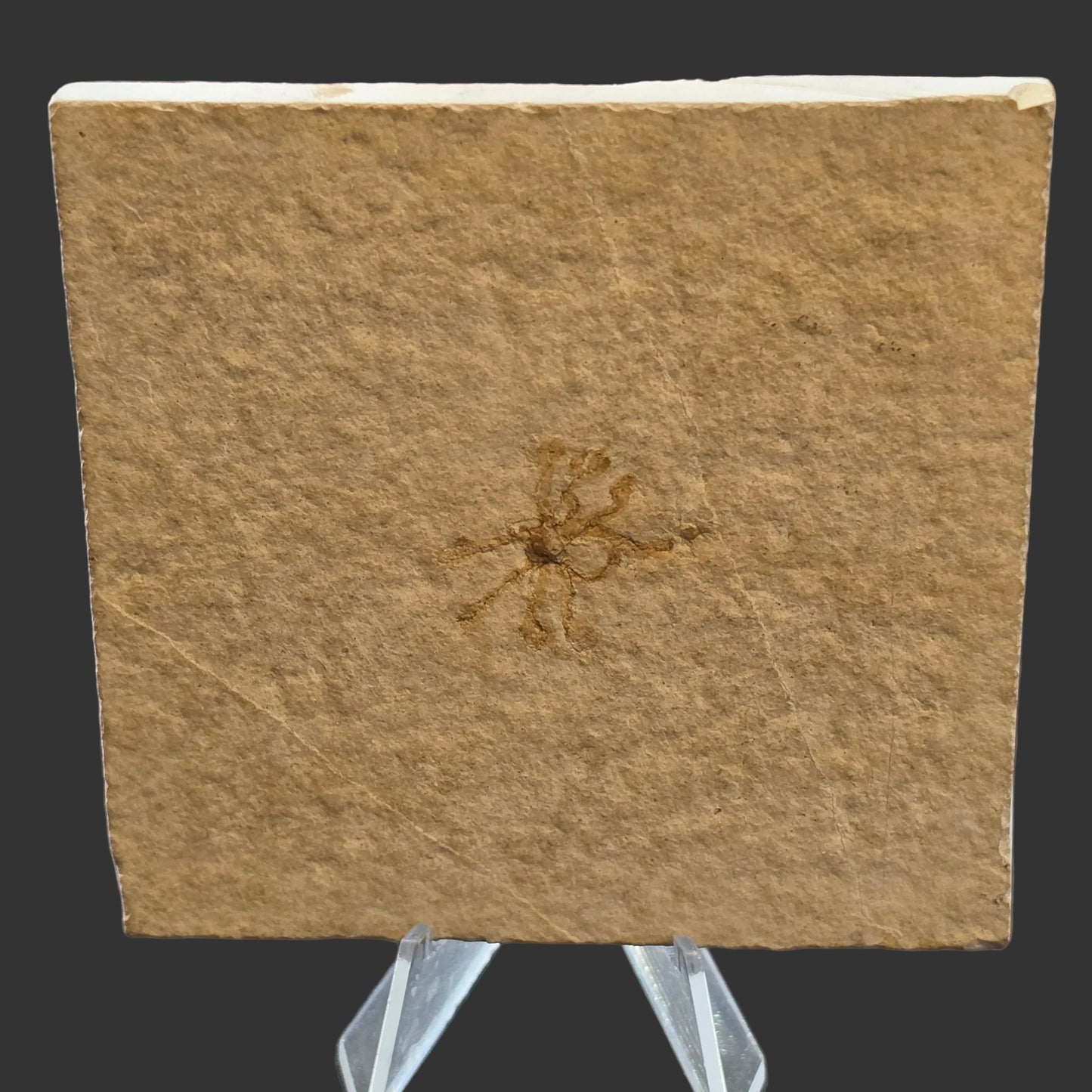 Brittle Star Fossil Plate, 9x8.5 cm, Moroccan