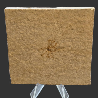 Brittle Star Fossil Plate, 9x8.5 cm, Moroccan
