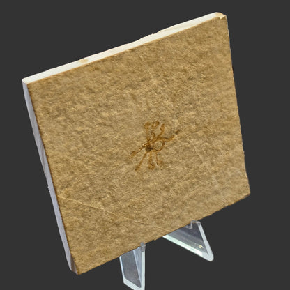 Brittle Star Fossil Plate, 9x8.5 cm, Moroccan