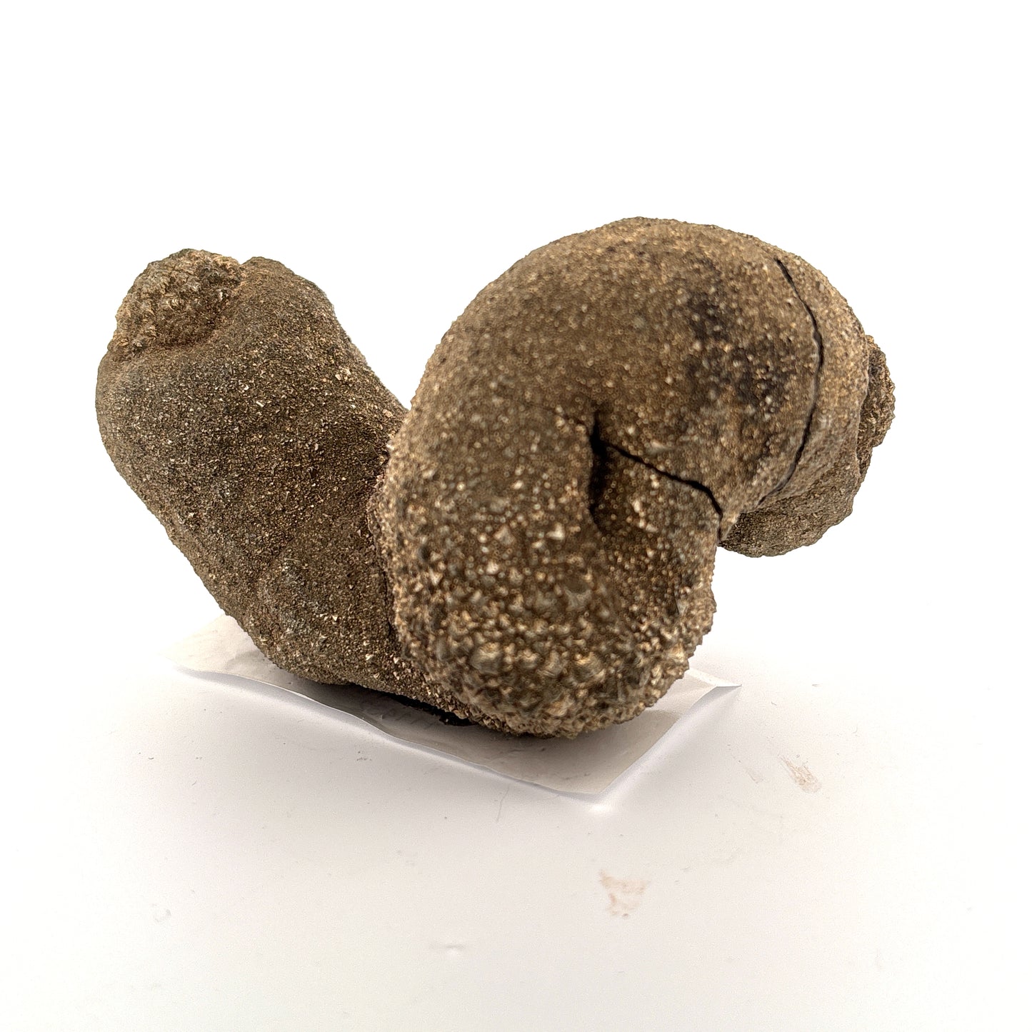 RARE, Pyritized Limestone Sea Worm Burrow, Ross Co., OH, USA, 681gr, 10x7x6.5cm
