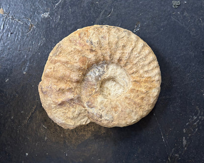 Mortoniceras Ammonite, Early Cretaceous, Texas, USA, 18x15x4cm, 1574gr