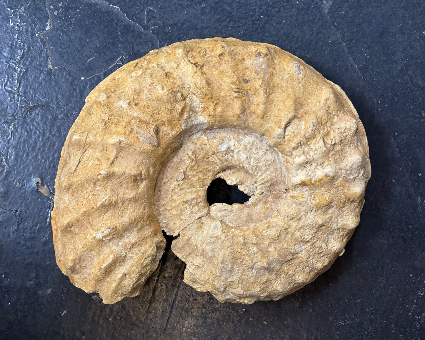 Mortoniceras Ammonite, Early Cretaceous, Texas, USA, 27x23x5cm, 4070gr