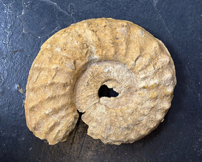 Mortoniceras Ammonite, Early Cretaceous, Texas, USA, 27x23x5cm, 4070gr