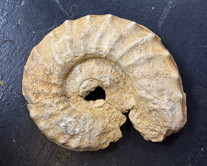 Mortoniceras Ammonite, Early Cretaceous, Texas, USA, 27x23x5cm, 4070gr