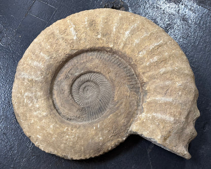 Ammonite, Late Cretaceous, 47x19x9cm, Morocco
