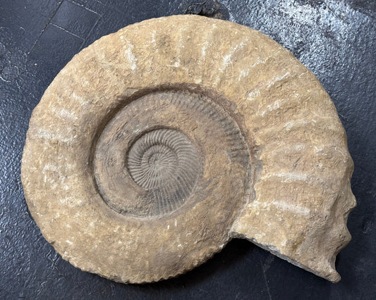 Ammonite, Late Cretaceous, 47x19x9cm, Morocco