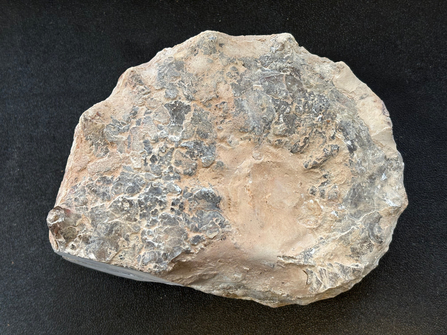 Large Polished Ammonite Matched Pair, 13x10x6cm, 1169gr, Morocco