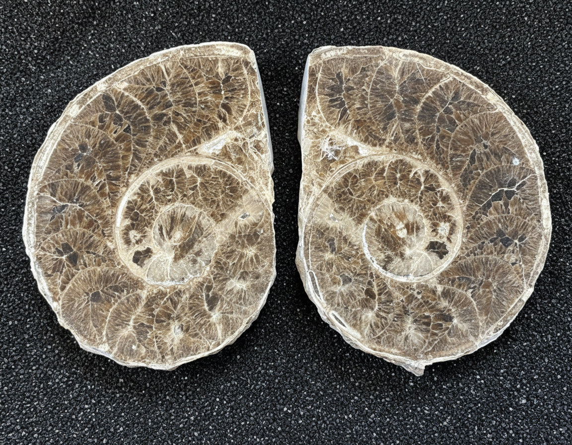 Large Polished Ammonite Matched Pair, 13x10x6cm, 1169gr, Morocco