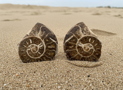 Large Polished Ammonite Matched Pair, 12x10x5cm, 743gr, Morocco