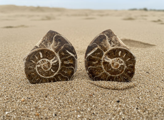Large Polished Ammonite Matched Pair, 12x10x5cm, 743gr, Morocco