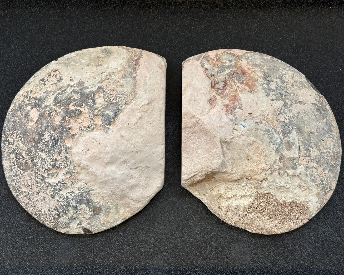 Large Polished Ammonite Matched Pair, 12x10x5cm, 743gr, Morocco