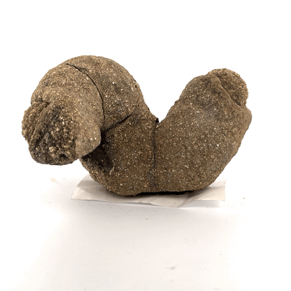 RARE, Pyritized Limestone Sea Worm Burrow, Ross Co., OH, USA, 681gr, 10x7x6.5cm