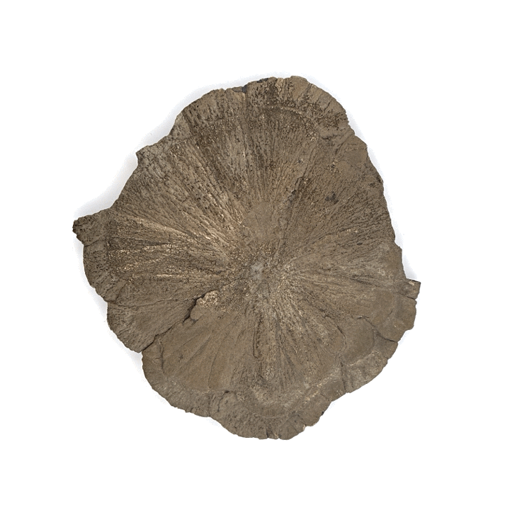 Pyrite Suns, Indiana, USA, 175gr, 10.5cm Across