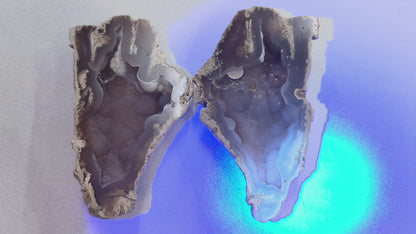 Fluorescent Coral Fossil FL, USA