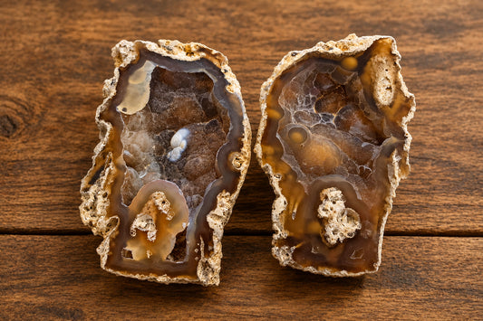 Fluorescent Coral Fossil FL, USA